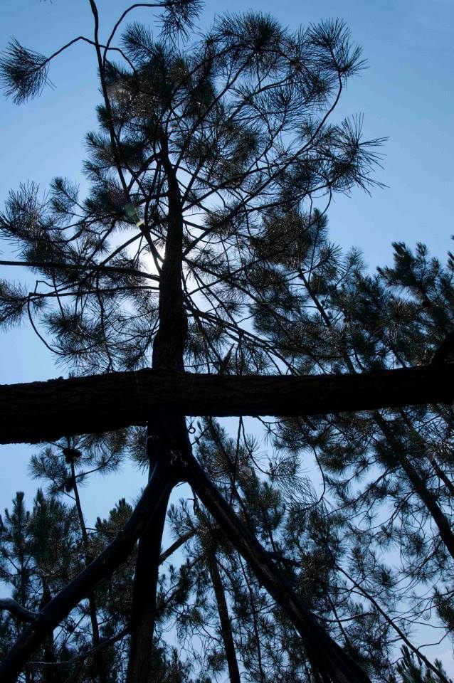 La rama, un árbol