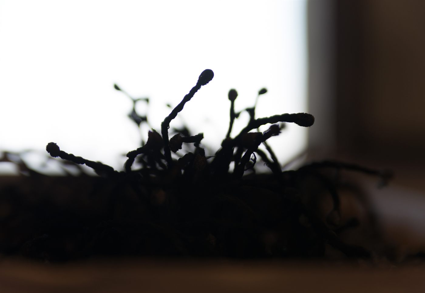 Seres Invisibles