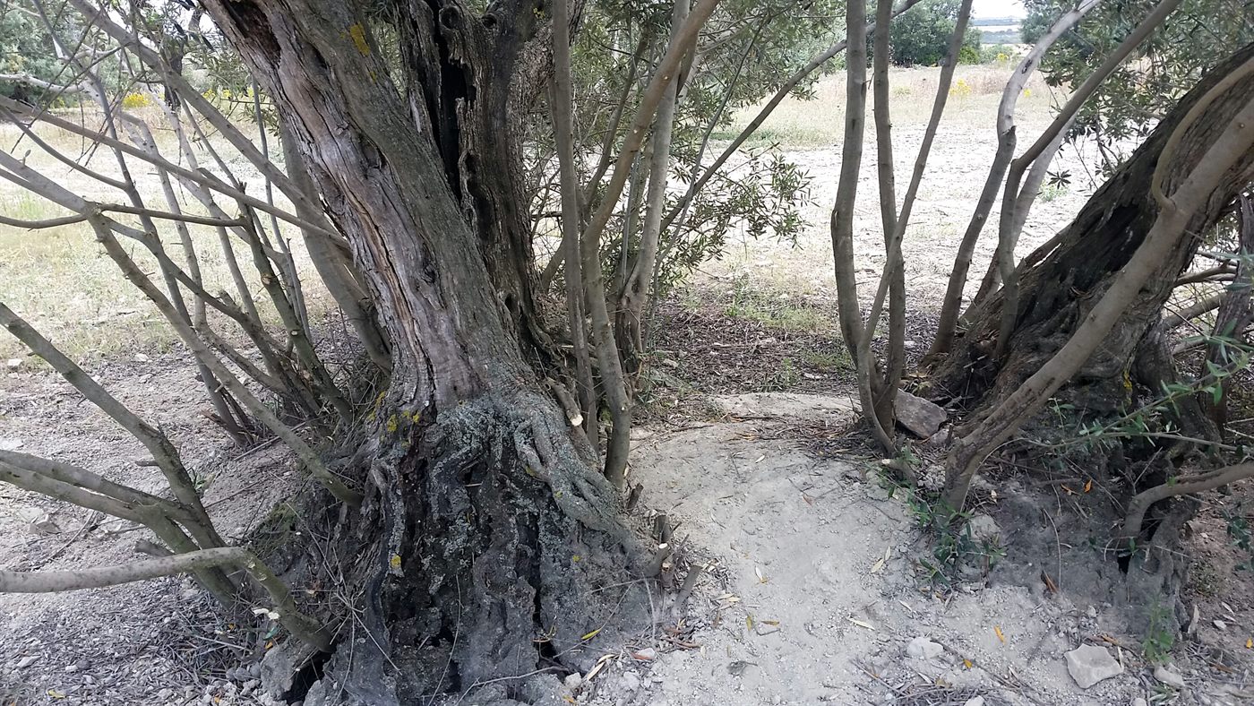 Uno de los cinco olivos
