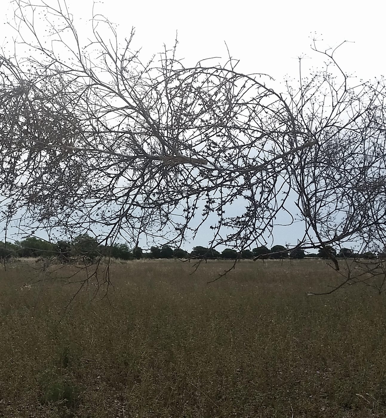 Terra Condere — Silere