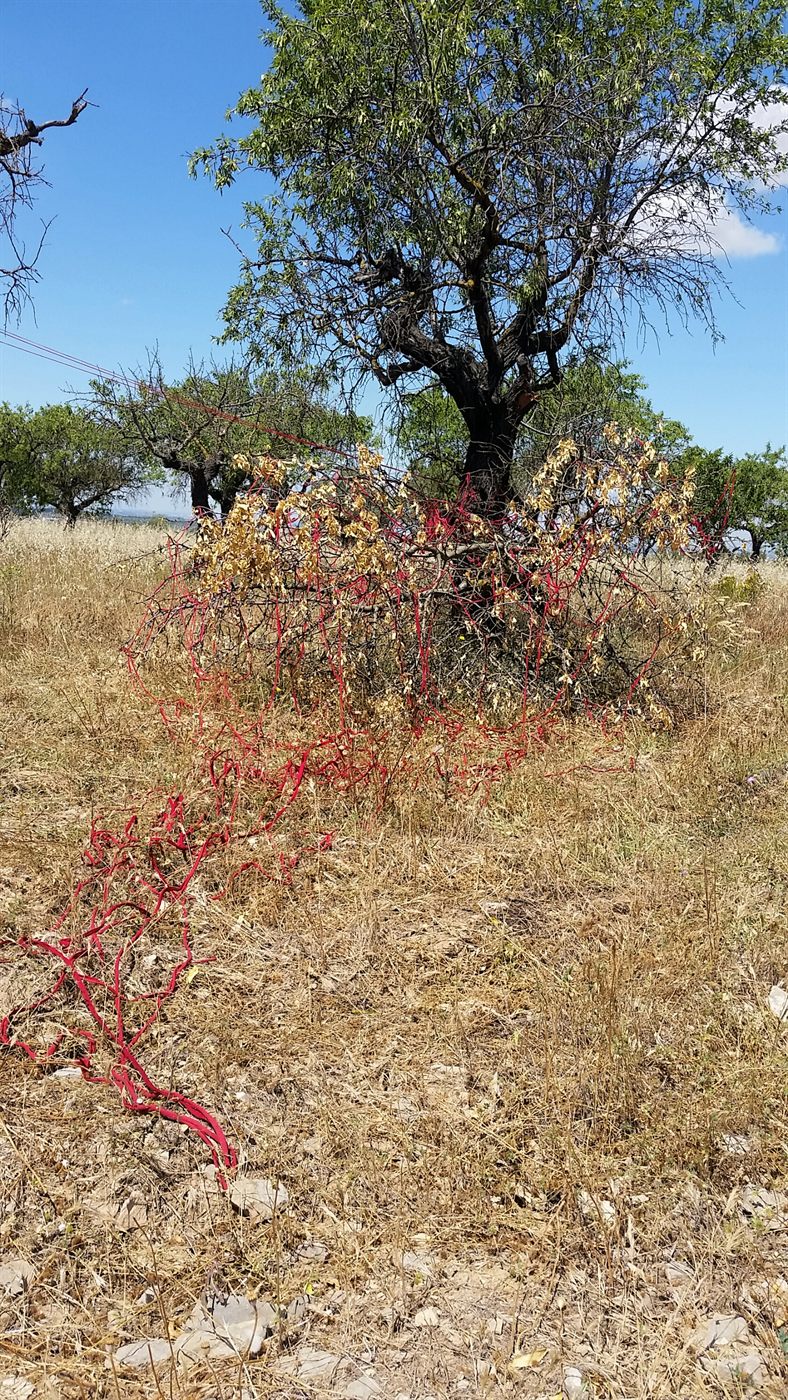 Terra Condere — Silere